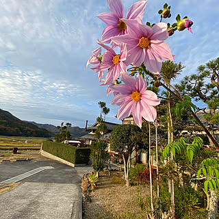 皇帝ダリア/田舎の暮らし/田舎の風景/部屋全体のインテリア実例 - 2019-11-27 16:47:44