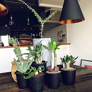 カクタス/TOKY/陶器/植物のある暮らし/植物が増え過ぎて困ってます...などのインテリア実例 - 2017-07-09 17:59:04