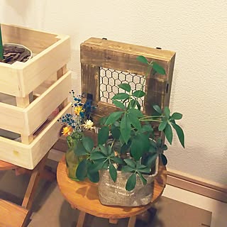 部屋全体/飾るのが好き/いいねと、フォローの押し逃げすみません！/セリア/観葉植物のある部屋...などのインテリア実例 - 2017-06-03 20:25:24