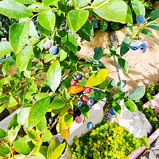 庭/ブルーベリー鉢植え/ブルーベリー/花壇/玄関/入り口のインテリア実例 - 2021-07-30 06:46:35