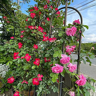 北欧食器大好き♪/イッタラ/観葉植物のある暮らし/多肉植物/観葉植物...などのインテリア実例 - 2022-09-19 16:49:51