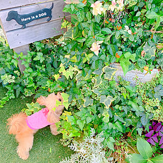 植物のある暮らし/花のある暮らし/季節を感じる暮らし/わんこと暮らす家/Ig→risa6100...などのインテリア実例 - 2019-09-25 21:02:35