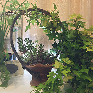 ベッド周り/植木鉢/観葉植物のある部屋/多肉寄せ植え/いつもいいねやコメントありがとう♡...などのインテリア実例 - 2018-05-27 16:12:23