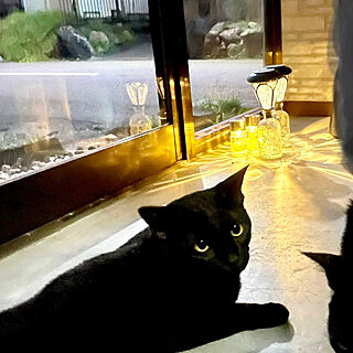 猫と暮らす/ねこのいる暮らし/黒猫/玄関/入り口のインテリア実例 - 2022-09-02 08:17:26