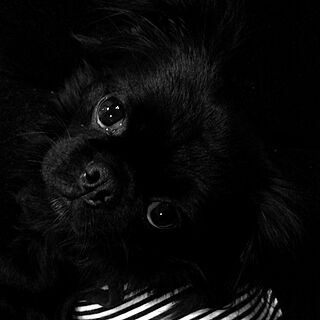 リビング/黒い犬/インテリアではございません。/犬のいる暮らし/わんこと暮らす家のインテリア実例 - 2015-04-19 06:58:28