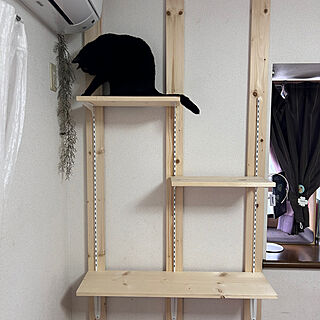 壁/天井/猫/DIYのインテリア実例 - 2024-04-30 16:00:07