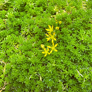 黄色い花/グリーンのある暮らし/多肉植物/いつもありがとうございます♡/おうち時間...などのインテリア実例 - 2021-04-13 16:13:52