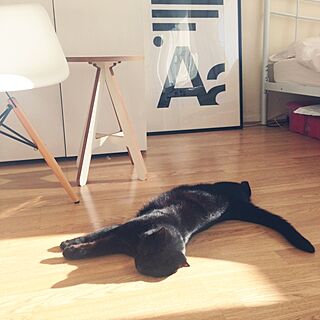 ベッド周り/北欧/stool/黒猫/IKEA...などのインテリア実例 - 2014-11-01 20:29:49