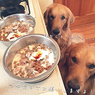 キッチン/犬小屋の様な家/犬/可愛い♡/兄弟...などのインテリア実例 - 2016-09-17 21:44:53