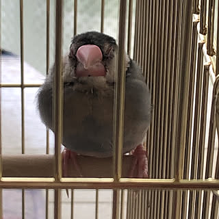 New Family/桜文鳥/部屋全体/文鳥の文太のインテリア実例 - 2019-05-20 05:56:20