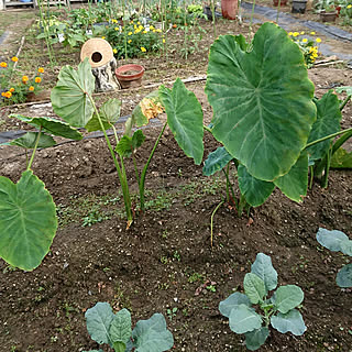 部屋全体/楽しい時間/癒しの時間/畑のある暮らし/畑の野菜...などのインテリア実例 - 2019-10-07 06:29:55