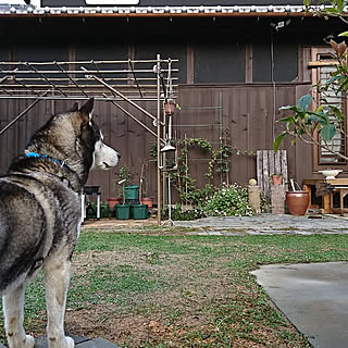 玄関/入り口/日本家屋/古民家/リピア/犬と暮らす...などのインテリア実例 - 2019-04-08 20:33:29