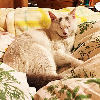 ベッド周り/ねこのいる日常/ねこと暮らす。/ねこ族/八の字眉の猫...などのインテリア実例 - 2016-04-29 23:57:49