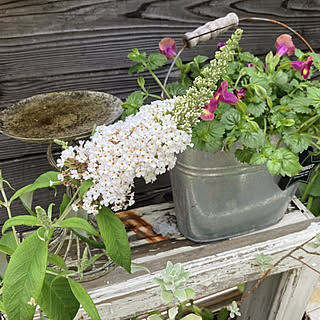 玄関/入り口/７月の花/庭仕事が好き/植物のある暮らし/お花が好き...などのインテリア実例 - 2021-07-15 08:26:01