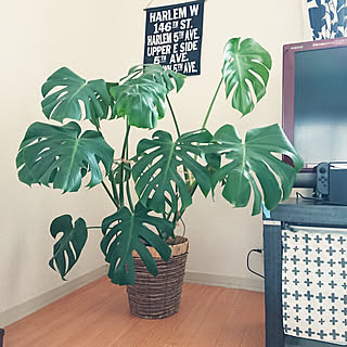 観葉植物 モンステラ成長記録のおしゃれなアレンジ 飾り方のインテリア実例 Roomclip ルームクリップ