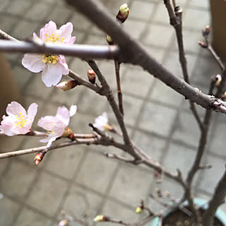 春の花たち/桜の次に咲く花らしい/花海棠は大丈夫/大きく育ちますように❤︎/今年の苗木...などのインテリア実例 - 2023-03-14 17:06:24