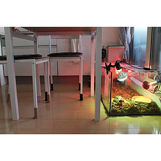 リクガメのインテリア実例 Roomclip ルームクリップ