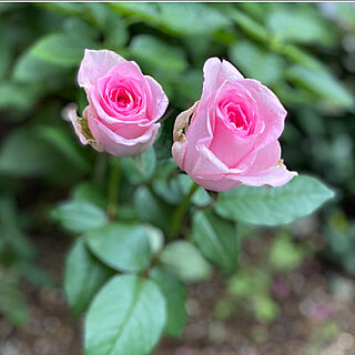 薔薇好き/薔薇のある景色/薔薇の花/薔薇/お庭...などのインテリア実例 - 2021-07-06 11:07:39