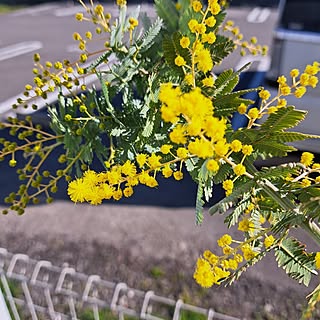 ミモザ/庭の花/季節を楽しむ暮らし/庭のある暮らし/はなのある暮らし...などのインテリア実例 - 2024-02-17 15:02:52