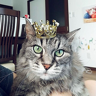 猫と暮らす/猫中心の暮らし/我が家の女王様のインテリア実例 - 2022-02-22 16:15:20