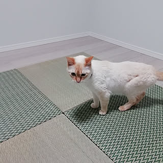 部屋全体/い草/イケヒコ/ヒコラー/ねこと暮らす。...などのインテリア実例 - 2019-05-03 08:11:44