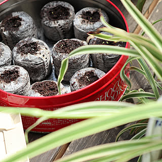 タネまき/植物のある暮らし/ジフィー/介護してても素敵な家にしたい/いいね押し逃げごめんなさい(>_<)...などのインテリア実例 - 2019-04-14 19:19:30