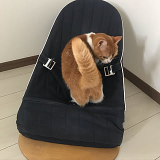 安全確認/バウンサー/ベビー用品/連投失礼します/猫のいる生活...などのインテリア実例 - 2019-06-10 19:20:45