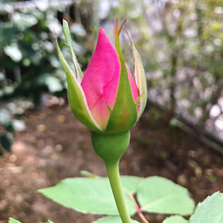 薔薇の蕾のインテリア実例 Roomclip ルームクリップ