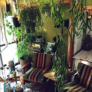 観葉植物 ナウシカの温室に憧れてのおしゃれなアレンジ 飾り方のインテリア実例 Roomclip ルームクリップ