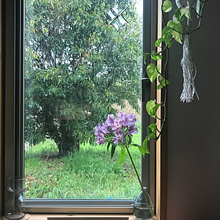 窓辺/雨/花のある暮らし/キッチンのインテリア実例 - 2020-04-01 12:50:14