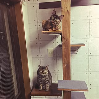 100均 猫部屋のおしゃれなインテリアコーディネート レイアウトの実例 Roomclip ルームクリップ