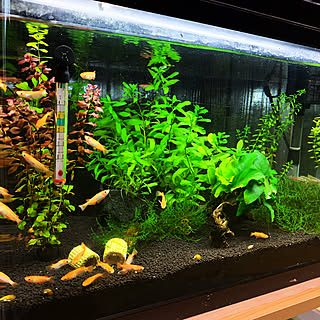 水槽 底面フィルターのおしゃれなアレンジ 飾り方のインテリア実例 Roomclip ルームクリップ