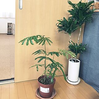 リビング/IKEA/エバーフレッシュ/観葉植物/ドラセナコンパクタのインテリア実例 - 2017-04-24 08:00:46