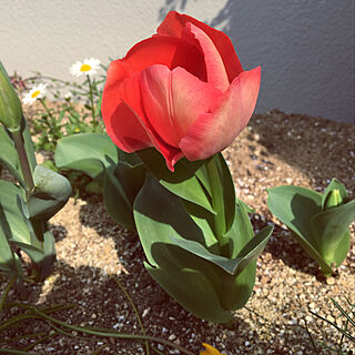 ノースポール/ナチュラルガーデン/花壇/花壇を緑いっぱいにしたい/春待ち...などのインテリア実例 - 2019-03-28 18:26:25
