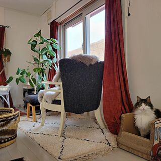 ベッド周り/猫スペース/植物のある暮らし/窓辺のインテリア/猫と暮らす家...などのインテリア実例 - 2023-04-13 08:52:00