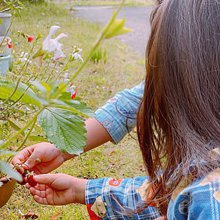 いちご栽培/田舎暮らし/子供のいる暮らし/森林浴/木々と草花...などのインテリア実例 - 2021-05-23 08:05:46