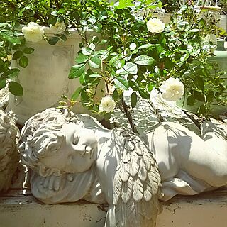 玄関/入り口/薔薇が好き/庭/花のある暮らし/鉢...などのインテリア実例 - 2016-05-14 23:42:21