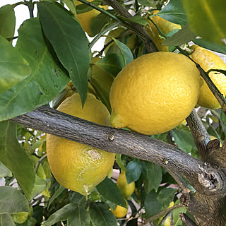 レモンの香り/レモン/レモンの木のインテリア実例 - 2017-12-20 23:01:07