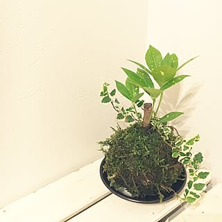 玄関/入り口/プミラ/コケ玉/DIY/寄植えのインテリア実例 - 2016-09-07 23:34:00