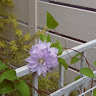 玄関/入り口/クレマチスベルオブウォーキング/忘れ去られていた花/雨上がりです♪/後ろは、ティーツリー...などのインテリア実例 - 2021-04-17 13:03:08