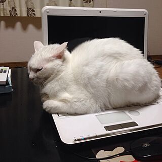 机/コタツでパソコン/猫/白猫/ネコ部...などのインテリア実例 - 2015-11-29 18:38:46