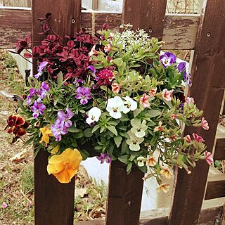 玄関/入り口/お花が咲きました♡/ガーデン/その他もろもろのインテリア実例 - 2014-04-28 09:22:25