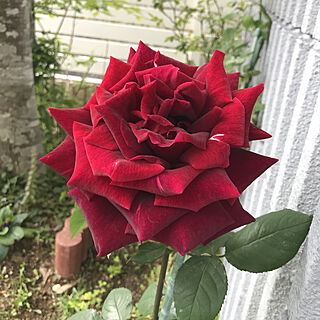 薔薇のある暮らし/いつもいいねありがとうございます♡/赤い薔薇/花のある暮らし/癒される〜♡...などのインテリア実例 - 2021-04-27 08:14:50