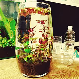 水槽 ボトルアクアのおしゃれなアレンジ 飾り方のインテリア実例 Roomclip ルームクリップ 水槽 ボトルアクアのおしゃれなアレンジ 飾り方のインテリア実例 Roomclip ルームクリップ