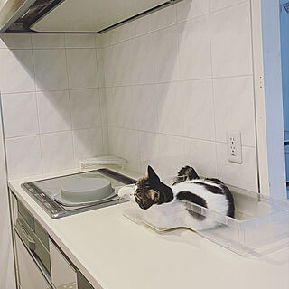 保護猫/冷蔵庫の掃除/猫と暮らすインテリア/いつもありがとうございます☺︎/スルーで大丈夫です*˙︶˙*)ﾉ...などのインテリア実例 - 2021-07-27 18:00:14
