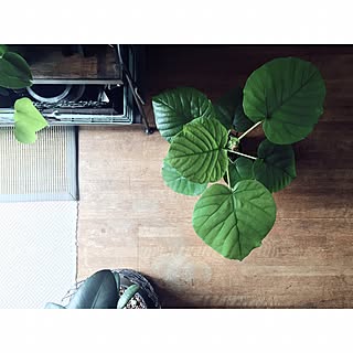 ウンベラータ/植物/グリーン/観葉植物/2階踊り場...などのインテリア実例 - 2016-09-03 23:45:17