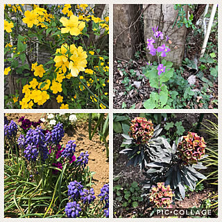 壁/天井/お花に癒されてます/お花のある暮らし/植物のある暮らし/グラスじぇいむコーン部...などのインテリア実例 - 2018-04-02 13:34:11