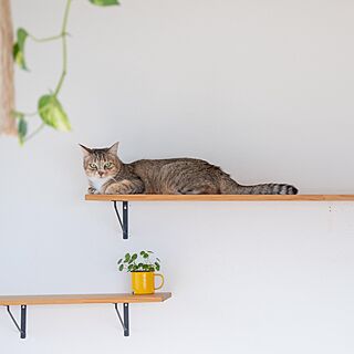 キャットシェルフ/キャットウォークDIY/キャットウォーク/観葉植物のある部屋/猫のいる暮らし...などのインテリア実例 - 2022-04-16 11:37:35