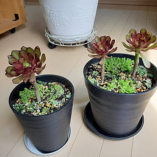 観葉植物/黒法師/セダム/植え替えましたのインテリア実例 - 2021-05-17 17:54:10