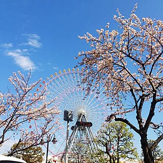 インテリアじゃなくてすみません;/みなとみらい/コスモクロックと桜❤︎のインテリア実例 - 2014-04-05 15:42:58